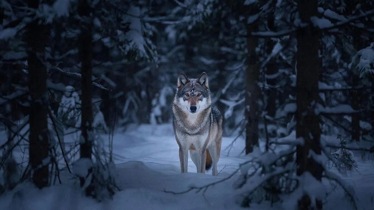    Изображение создано с помощью ИИ