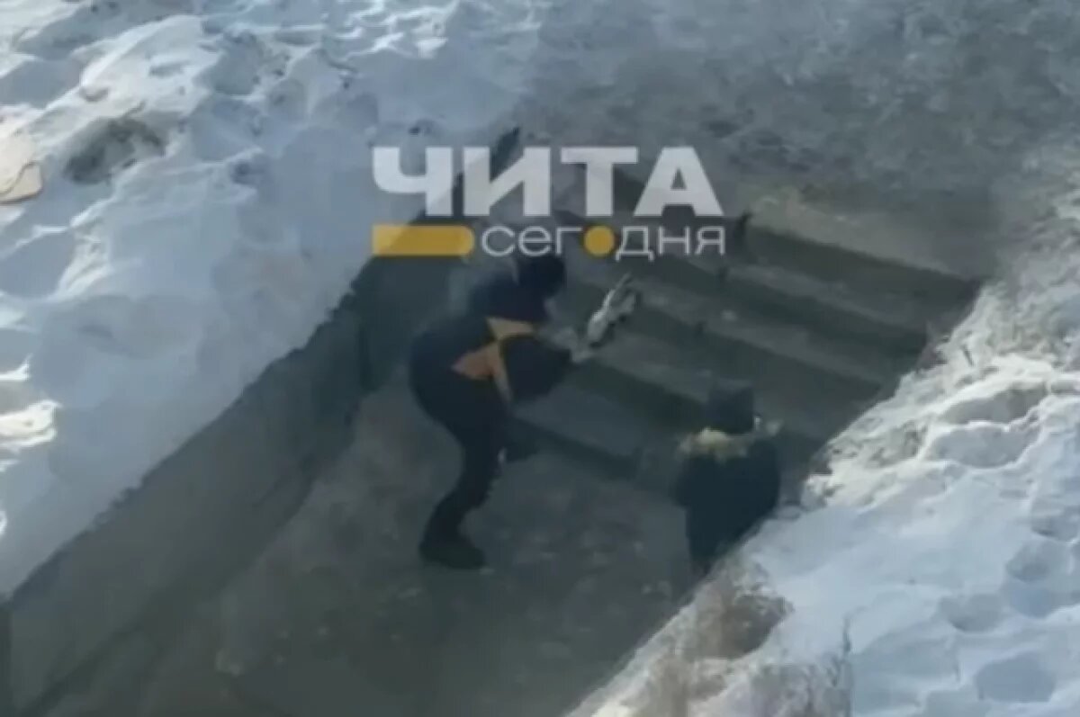    Школьники издевались над кошкой в Молоковке – их личности установлены