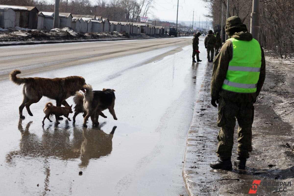 Пользователи обсуждали и опыт других стран, обратив внимание, что проблема нападений во многих из них не стоит так остро.  Фото: Фото: ФедералПресс / Евгений Поторочин