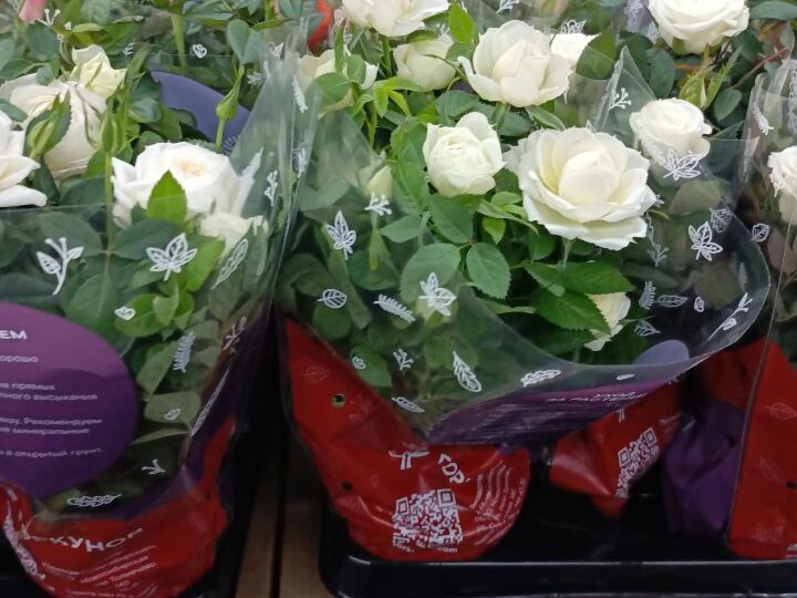 РОЗЫ из ,,СВЕТОФОРА ":красота на один сезон или вечная любовь?Мой эксперимент с 4-мя кустами ,который закончился неожиданно