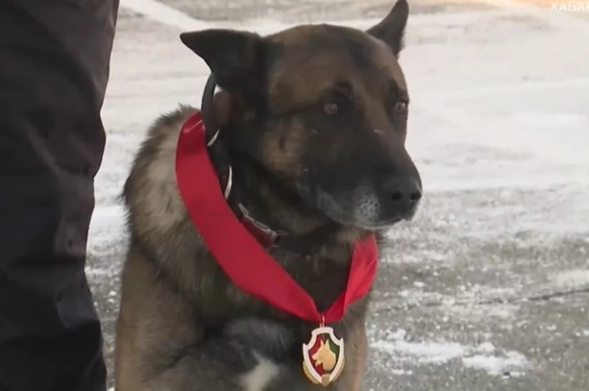    В Хабаровске провожают на заслуженный отдых выдающегося пса Жека