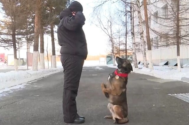    Пёс Жек Фото: телеграм-канал «Вести. Хабаровск»