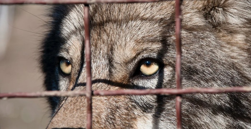 Ёжка. Как волк был изъят у контрабандистов и обрёл дом в Московском зоопарке