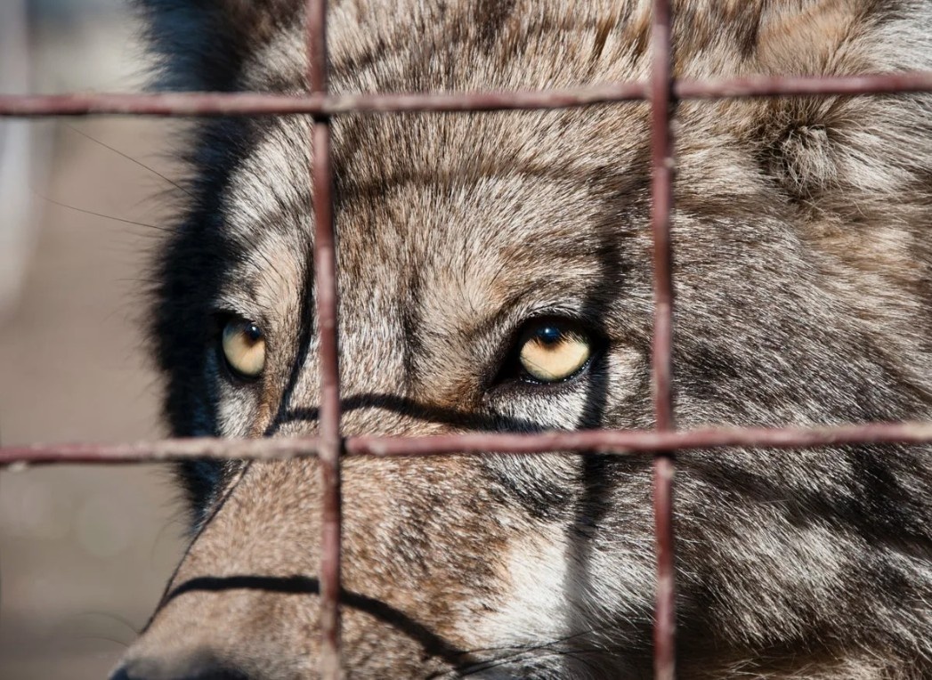 Серый волк, самец, ок. 2 лет. Так в протоколе Росприроднадзора значился Ёжка