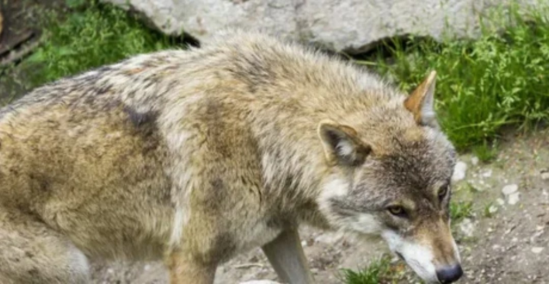 Волчица Рада на Старой территории Московского зоопарка
