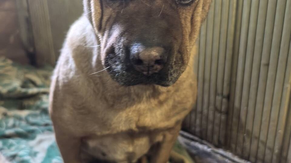 У нас сегодня заканчиваются дрова.