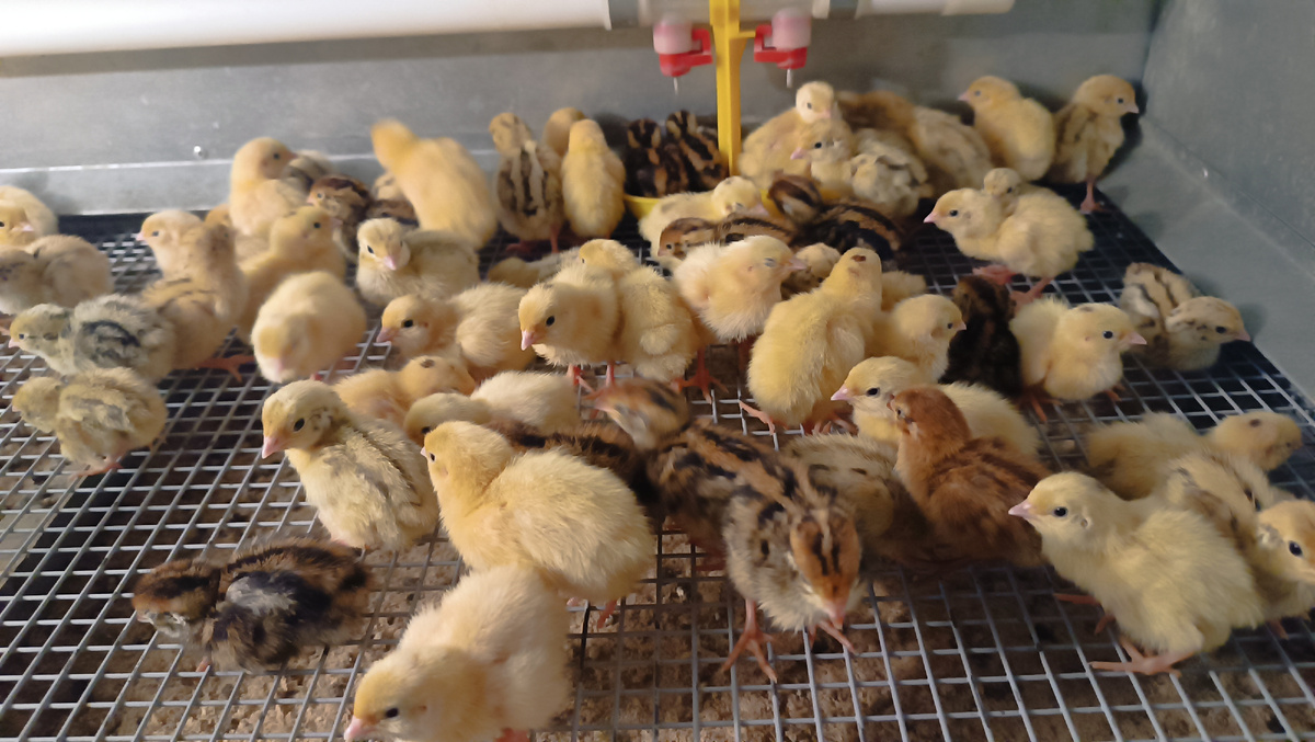 Перепелята. Вывод февраля 2024 г