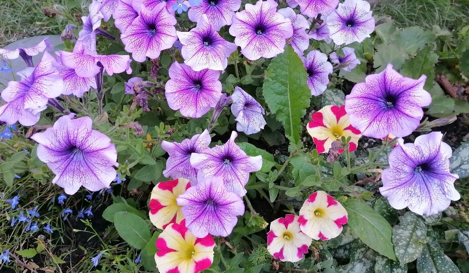 Посев петунии на рассаду в январе: пошаговая инструкция для раннего цветения