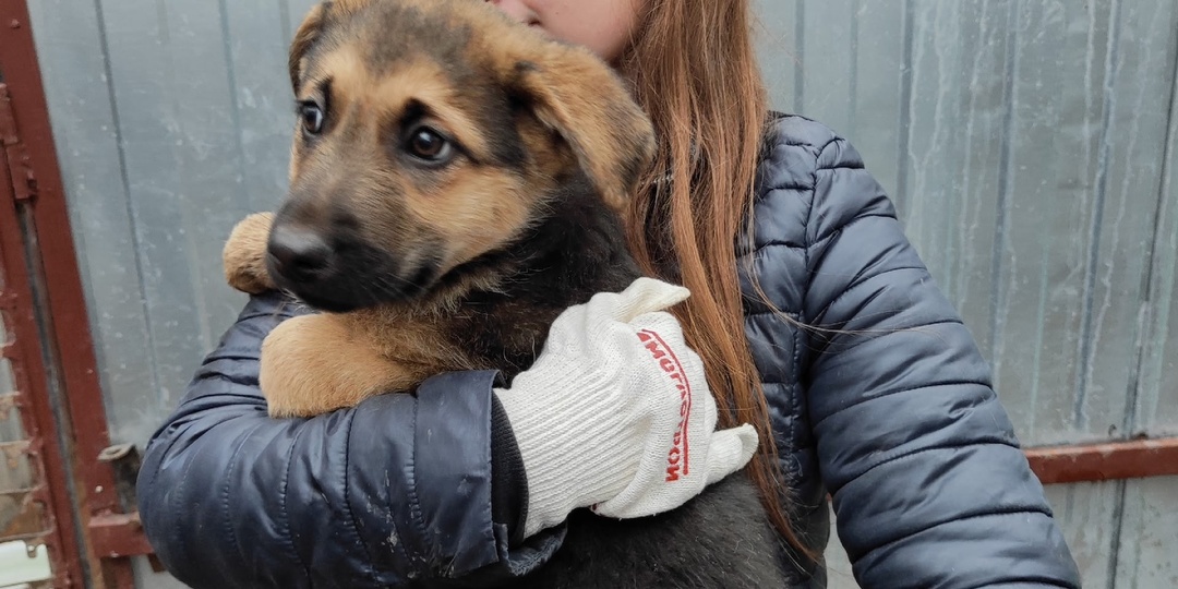Зимняя сказка о пяти волшебных щенках 🐾❄️