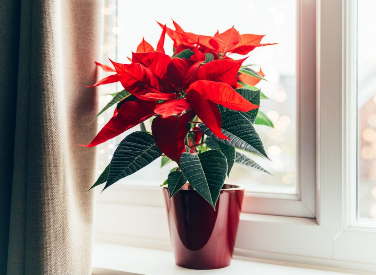 Вифлеемская звезда. Вдали от города