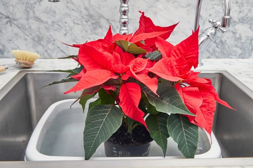 Как поливать пуатенсию. Вдали от города