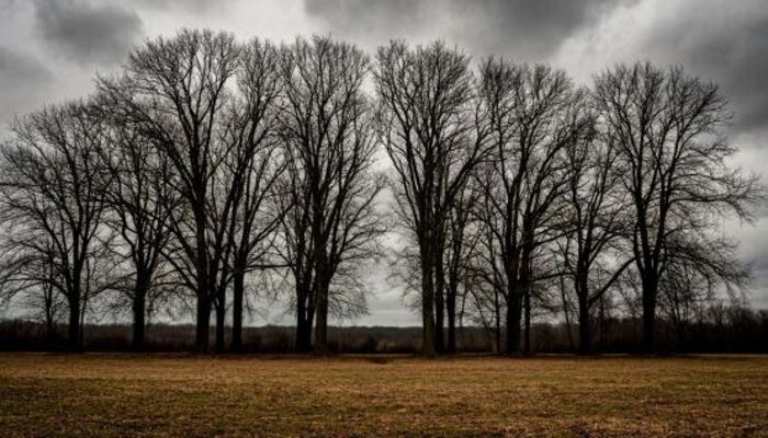 Иллюстрация: сгенерировано нейросетью