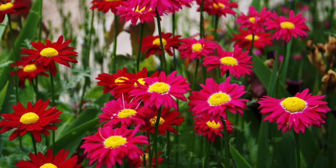 Заменила бархатцы на другие цветы, теперь нет вредителей и болезней в огороде