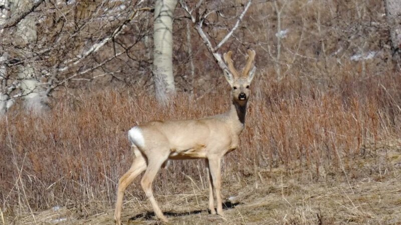     Самец косули. oopt22.ru