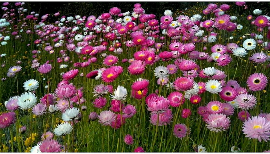 Смесь окрасок