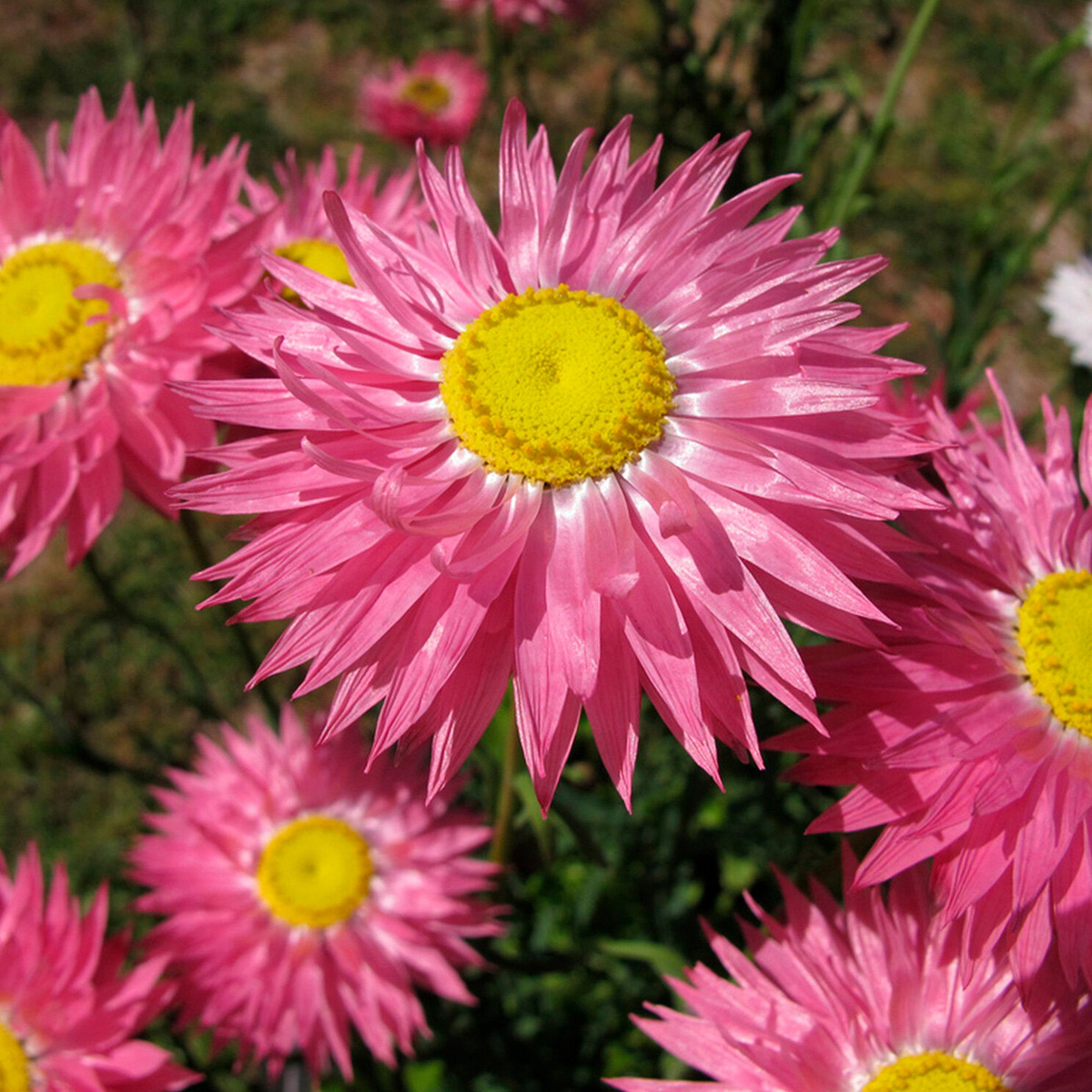 Акроклинум розовый