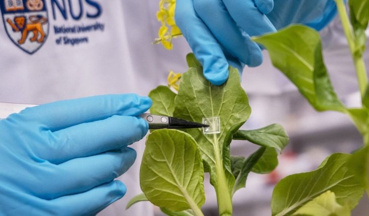    Фото: National University of Singapore