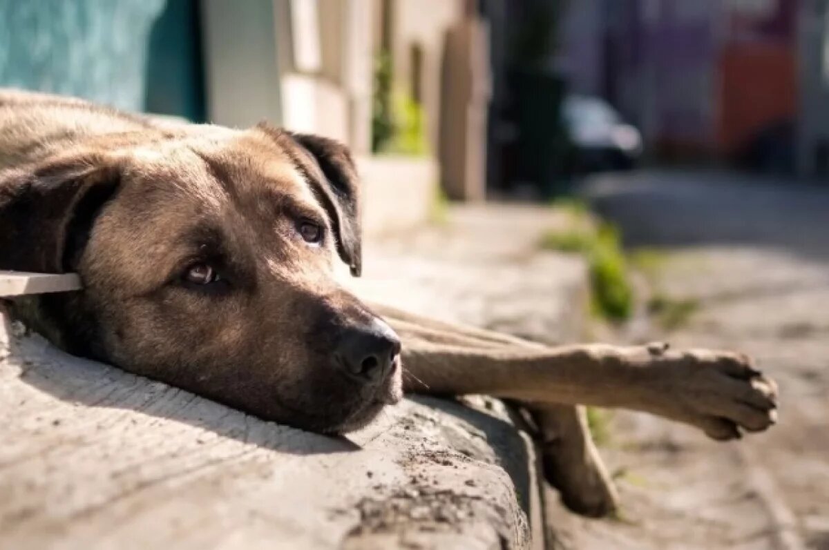   3 млн руб. в Пензе планируют потратить на отлов бродячих животных