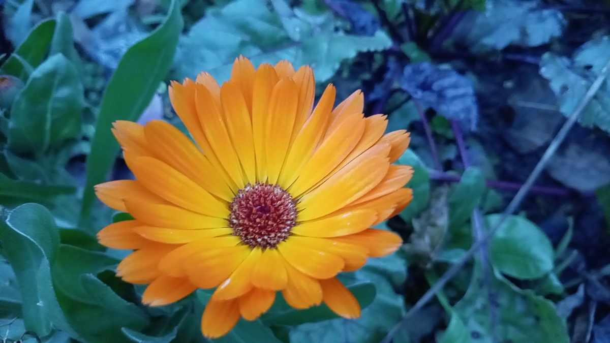 Кленлула ещё на моих грядках. 