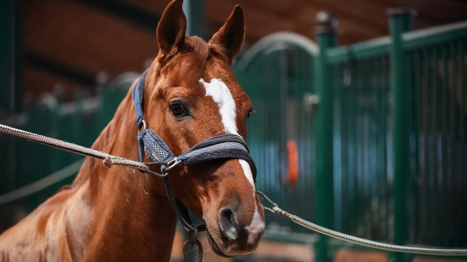     Живодер влил кислоту в рот лошадям и скрылся ИЗВЕСТИЯ/Сергей Лантюхов