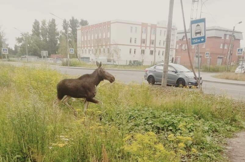    Фото: "Пушкин/Царское село" Владислава Лебедева