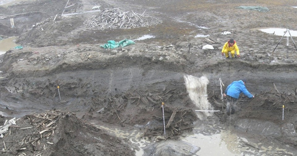 Слои грунта с поломанными деревьями на острове Жохова в Арктике. Следы катастрофы прошлого?