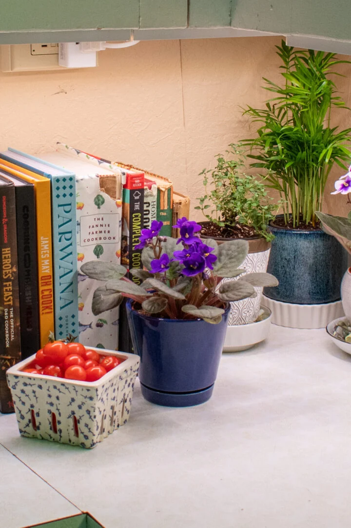 Африканская фиалка на кухонной столешнице