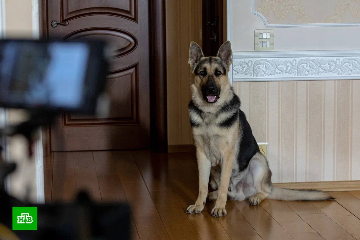 Сериал "Мухтар. Он вернулся" (2024)