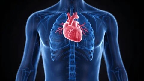 Как продлить молодость сердца