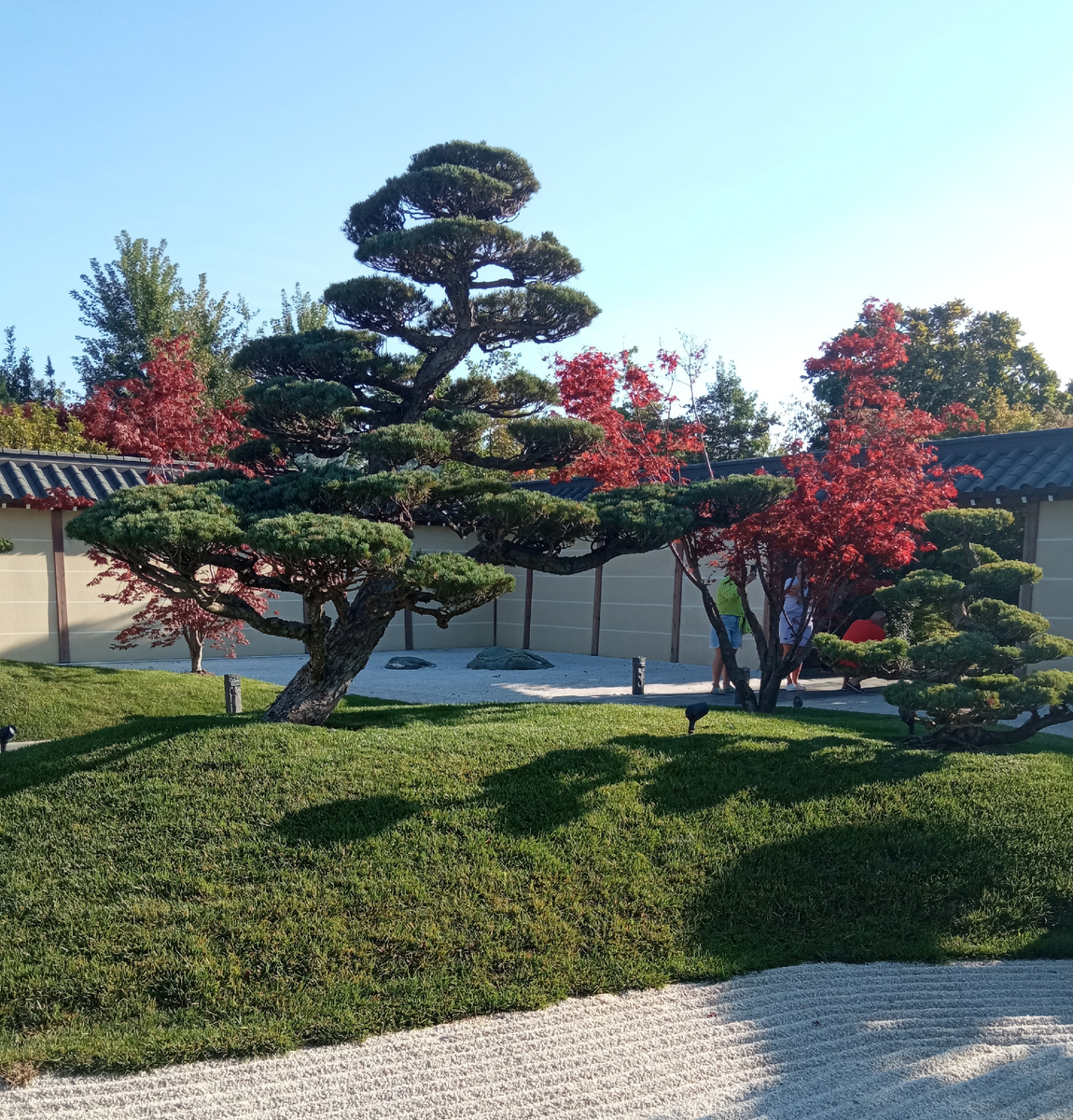 Японские сосны и краснолиственные клёны.