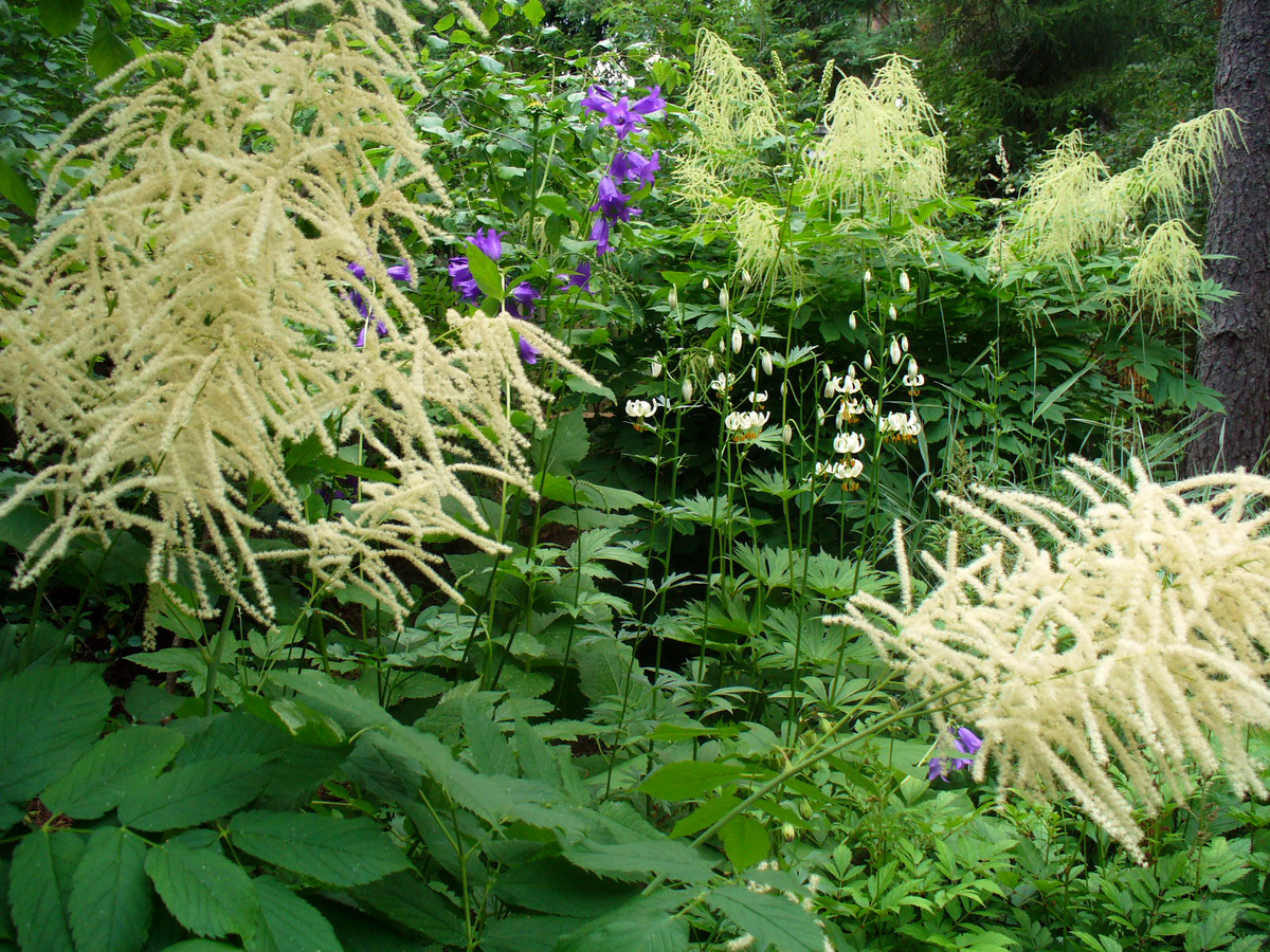    Теневой сад. Волжанка и компания