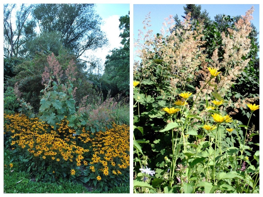    Слева — маклейя сердцелистная (Mackleaya cordata), справа — лес из маклейи, гелиопсиса и цикория