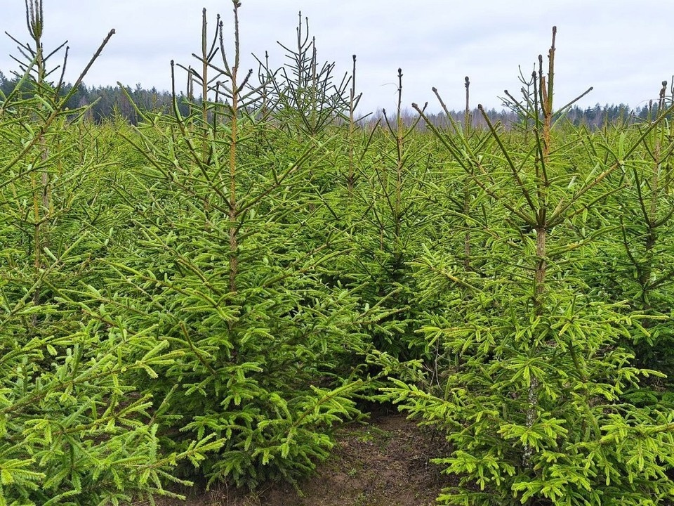    Новогодние базары скоро заработают в Беларуси. Фото: Минское ГПЛХО.