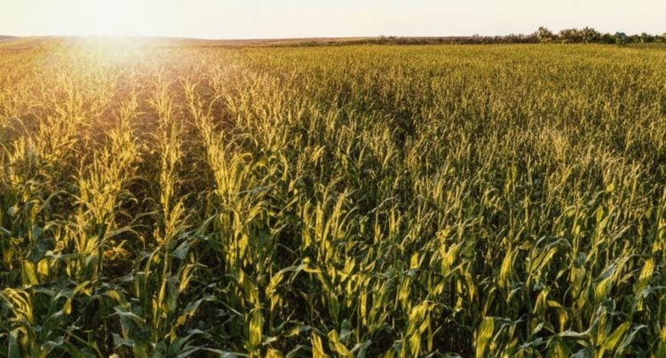    Фото: Медведева Анна, AgroXXI.ru