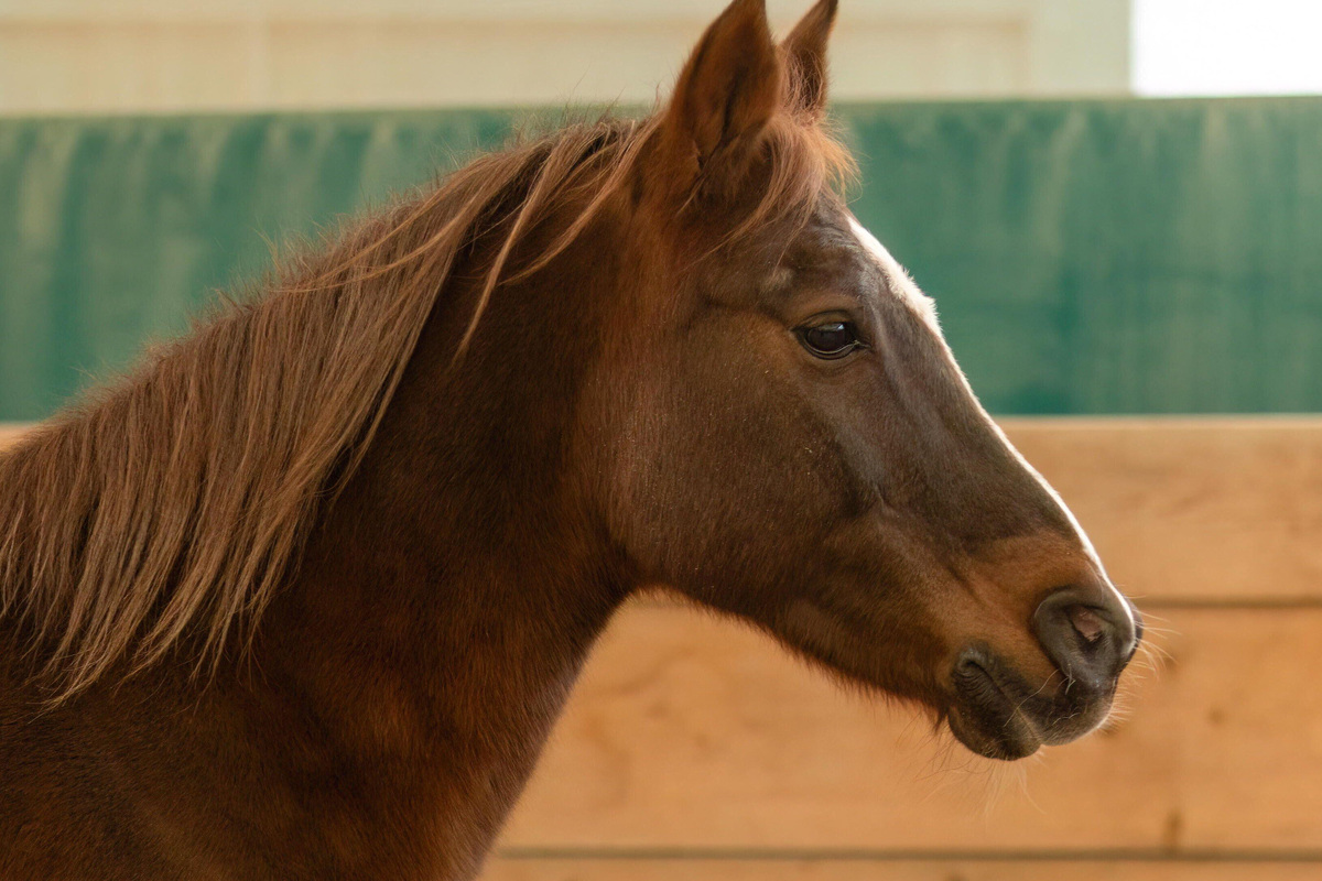     Живодер залил пяти лошадям кислоту в рот в конном клубе в Волжском