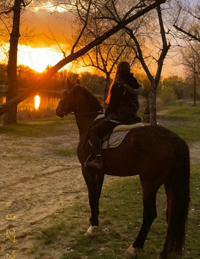    Сильно пострадали пять лошадейСоцсети
