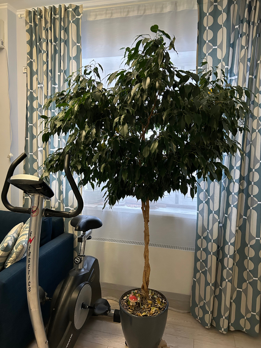 Фикус Бенджамина. Фото Мой  второй сад. 