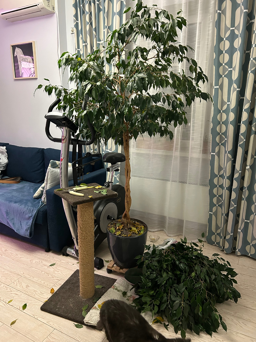 Омолаживающая обрезка фикуса Бенджамина. Фото Мой второй сад. 