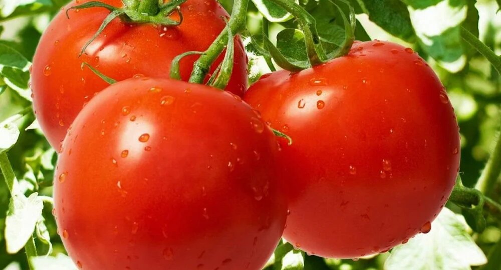 Сколько раз и когда подкормить калиевой селитрой томаты, чтобы большое количество сладких плодов вызревало на кустах