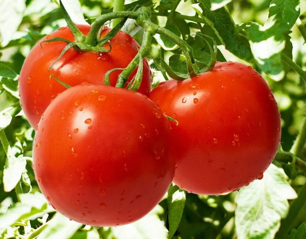 Собирать с кустов сладкие, вызревшие помидоры —  мечта любого огородника