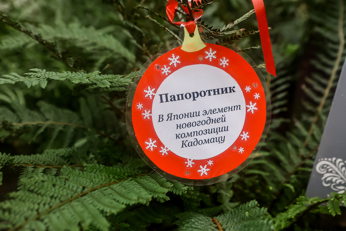 Фото: Ростислав Нетисов, nsknews.info