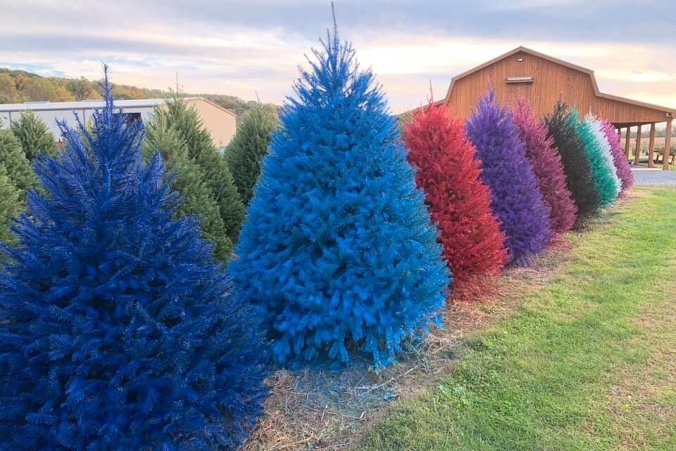     В США продают окрашенные новогодние елки: безопасная новинка или вредная мода?