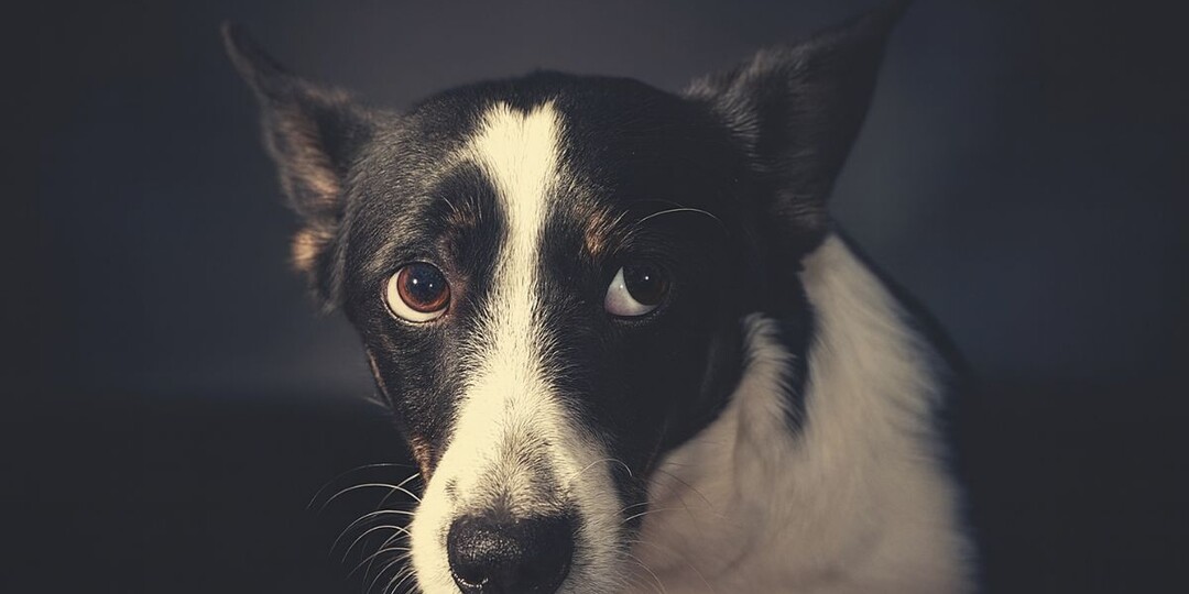 «Китовые глаза у собаки»: опасный сигнал, который часто путают с виноватым взглядом