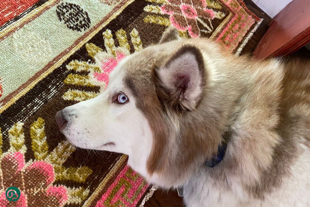 Эффект «китового глаза»