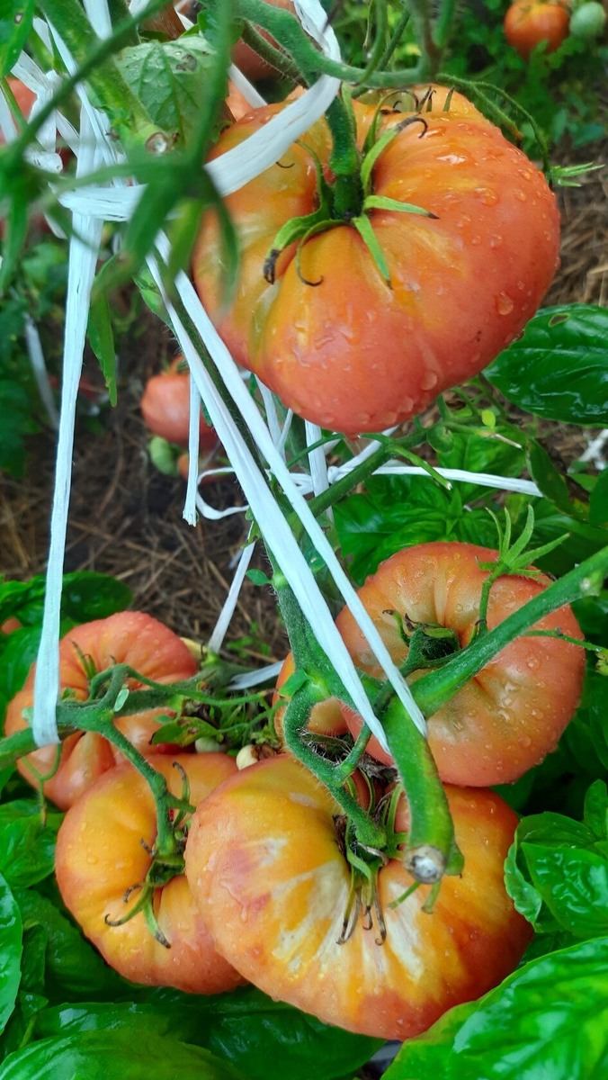 Яша югославский