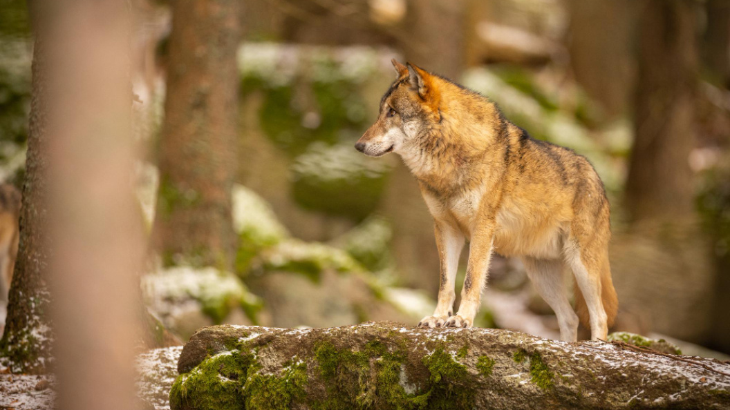    Фото: vladimircech / Freepik