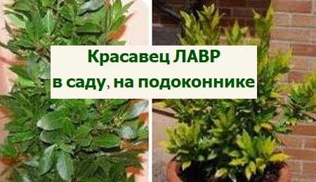 лавр в саду и на подоконнике