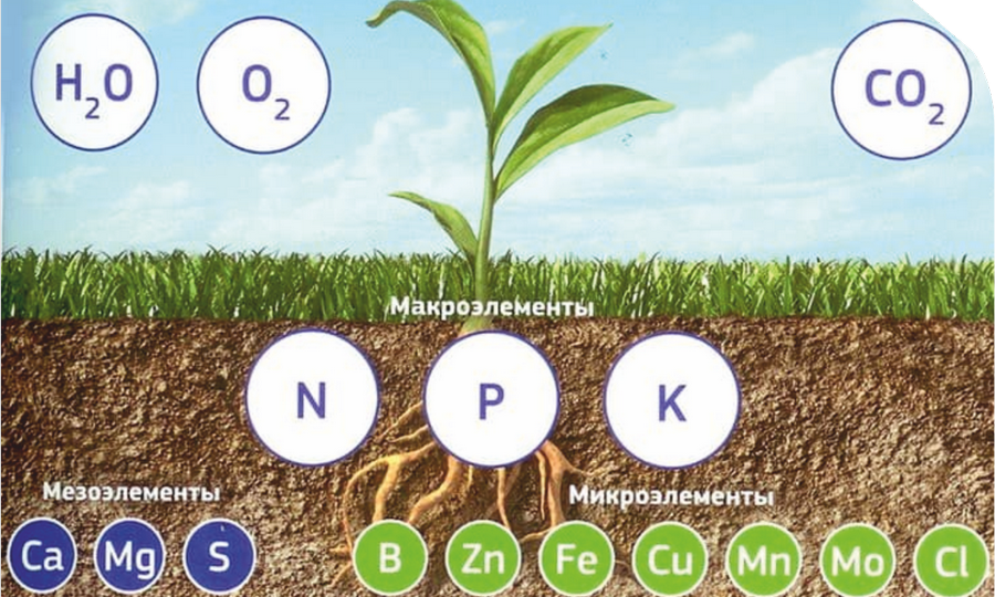 Как почва обеспечивает питанием ваши растения. Саме простое объяснение.