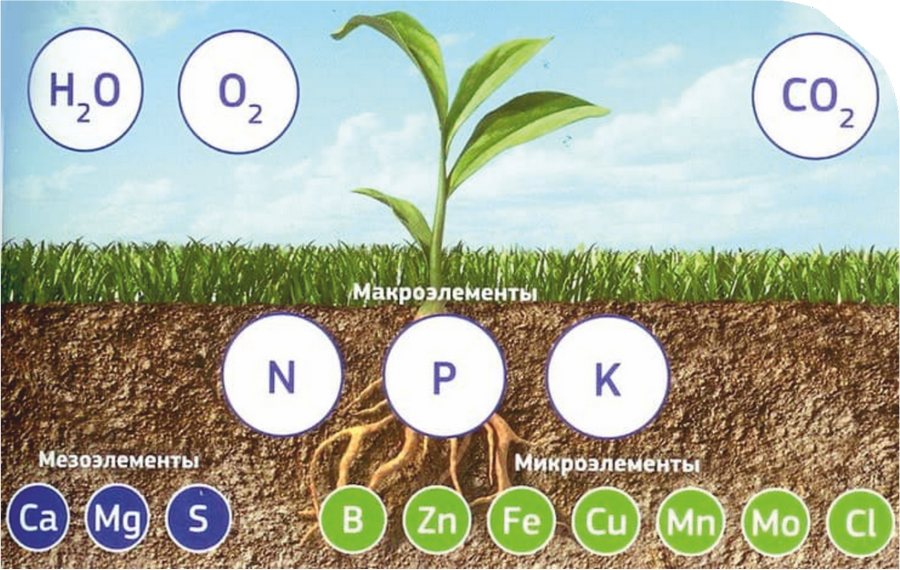 Почва - основа нашей жизни.
