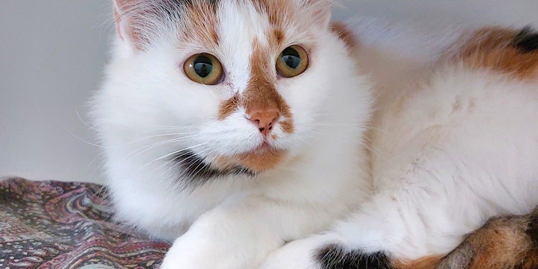 Кошка ШАЯНА ищет дом🏡